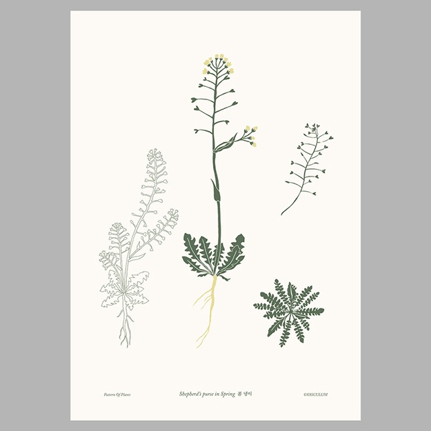 냉이 Plants Poster (B5)